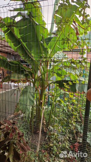 Банановая пальма