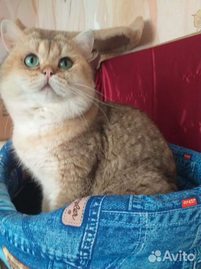 Коты на вязку(не бесплано)