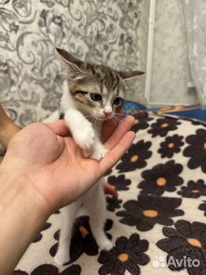 Кошка в дар