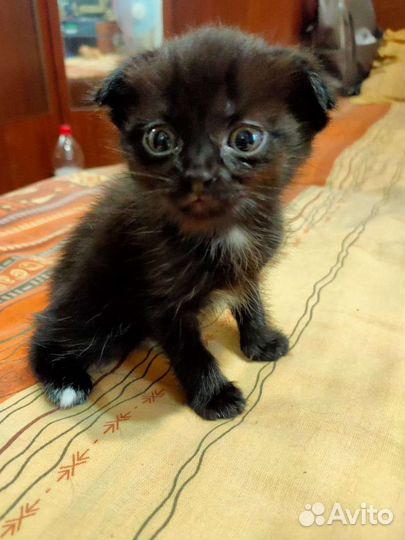 Котенок в добрые руки