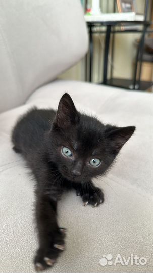 Черный котенок, девочка