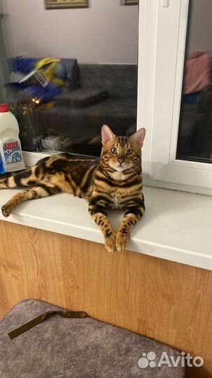Бенгальский котик вязка