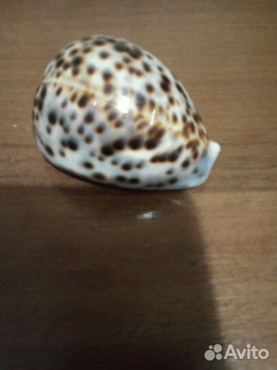 Ракушка денежная, новая