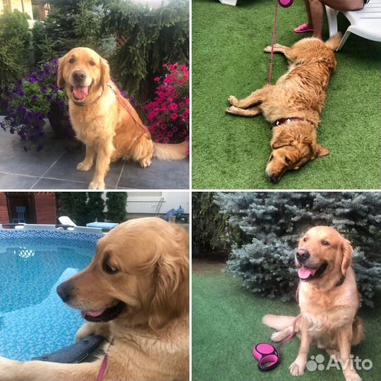 Передержка собак