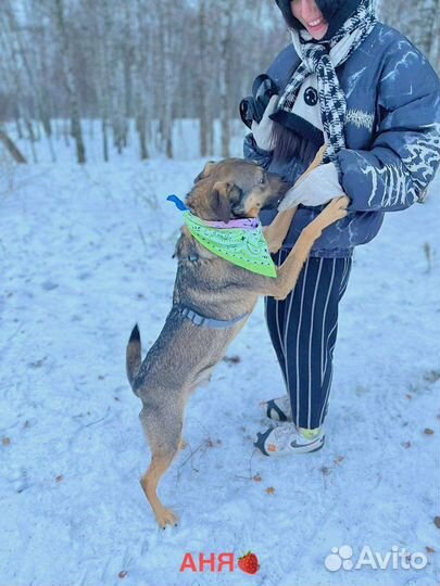 Собака Лукас ищет дом