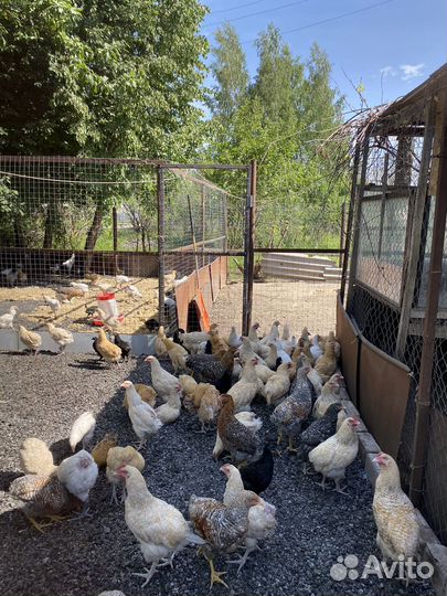 Курочки молодки