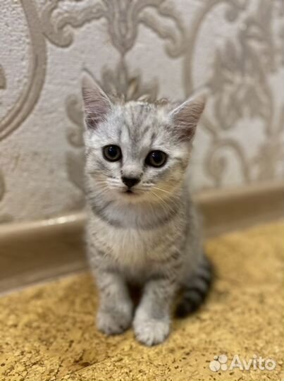 Шотландский кот вязка