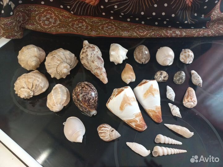 Большая морская раковина и ракушки