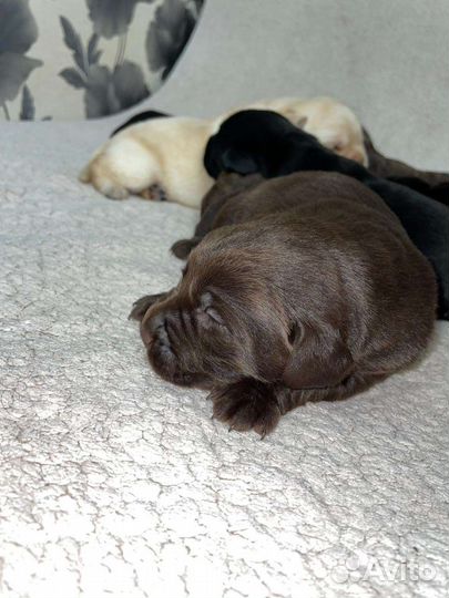 Щенки лабрадора