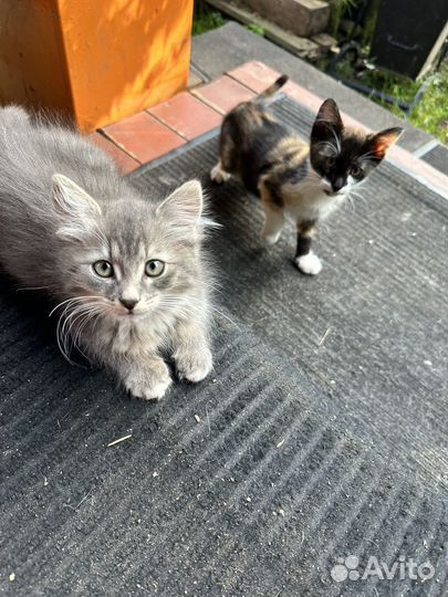 Милые котята