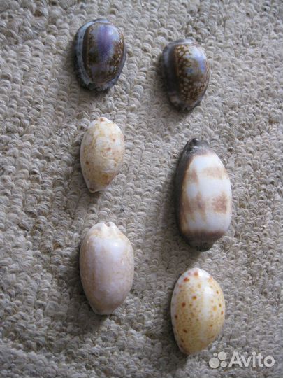 Ракушки океанские,каори,морская звезда