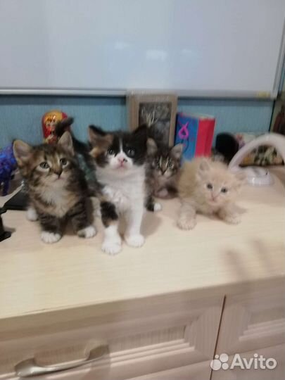 Сибирские котята