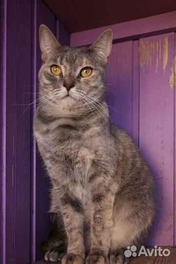 Кошка Холли, 3 года, из приюта Домик