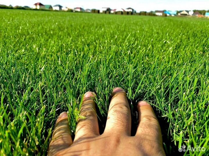 Семена газонной травы есо 5 кг