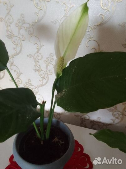 Спатифиллум