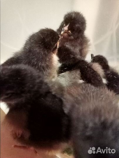 Цыплята Австралорп и Пушкинские