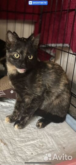 Кошка в дар