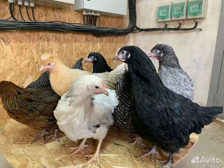 Куры несушки доминант