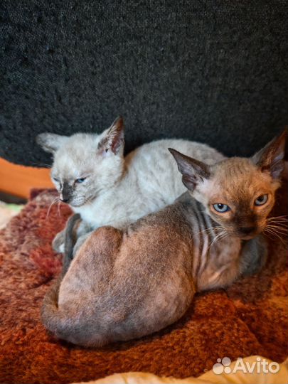 Котята сфинкс браш