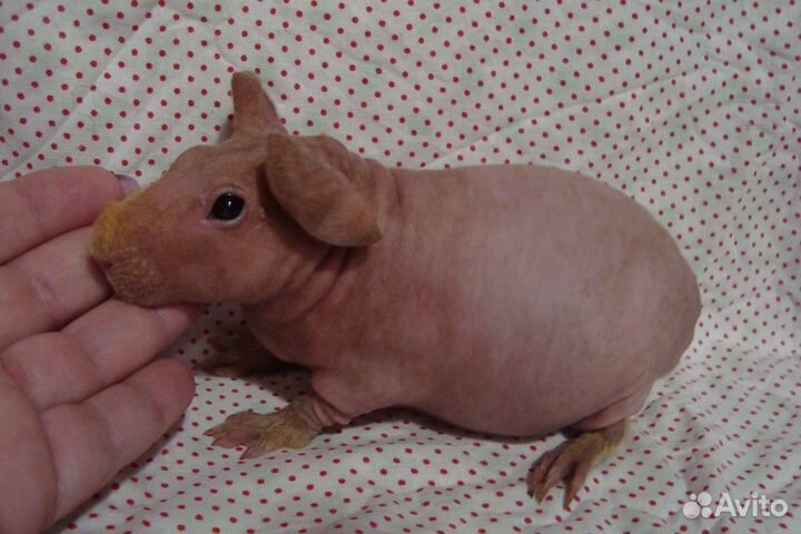 Морские свинки скинни