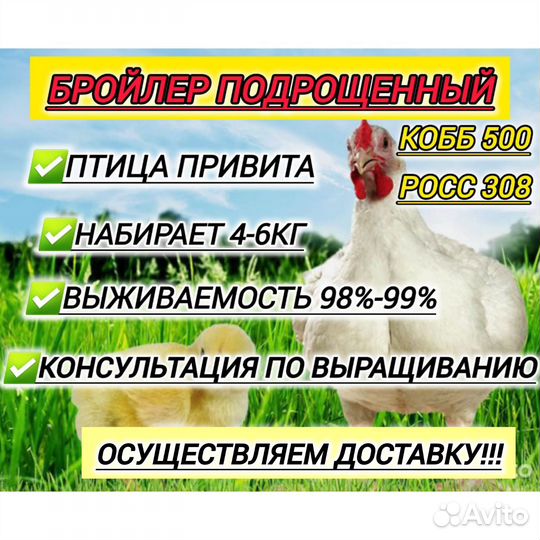 Цыплята бройлеры