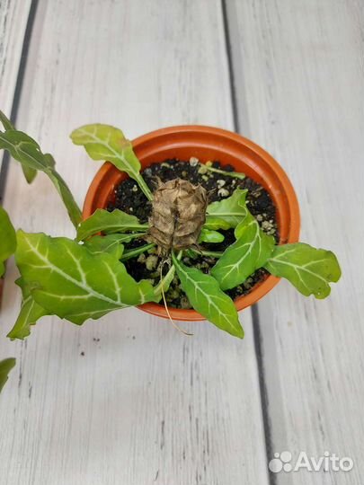 Клеродендрум буханай, кроссандра