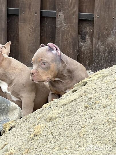 Американский булли