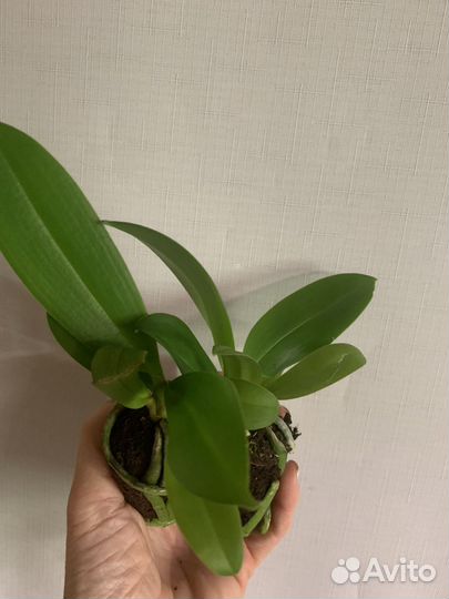 Орхидея Черная жемчужина