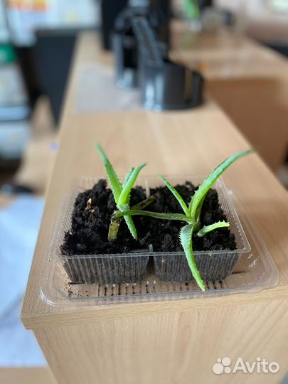 Аллое (столетник)