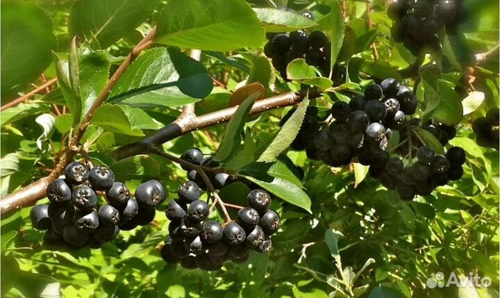 Черноплодная рябина ягоды Ярославская область