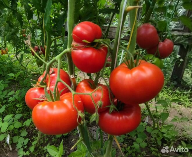 Семена сортовых томатов