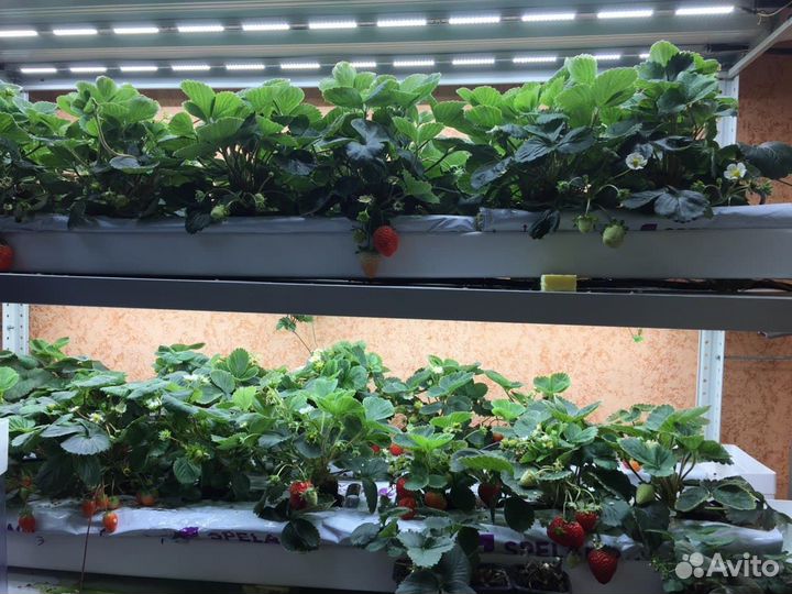 Автоматизация гидропоники: растворный узел, климат