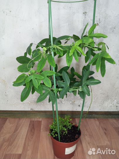 Пассифлора