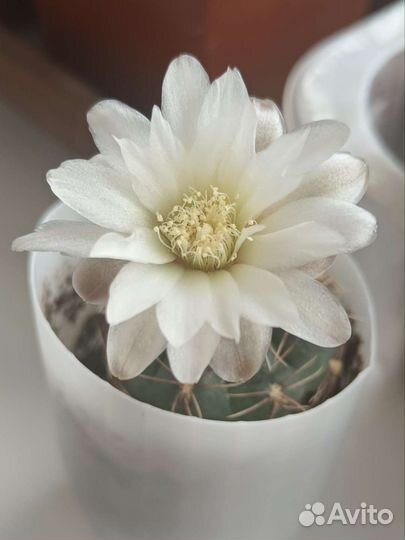 Gymnocalycium taningaense VG-310