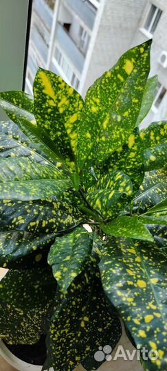 Кротон Gold sun