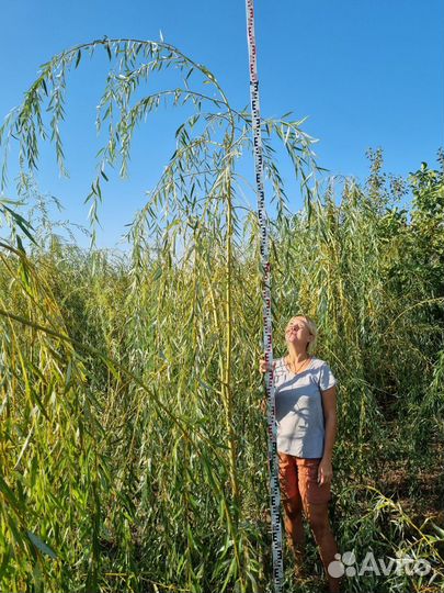 Павлония, Трапезунд, Жасмин, ива,черноплодка