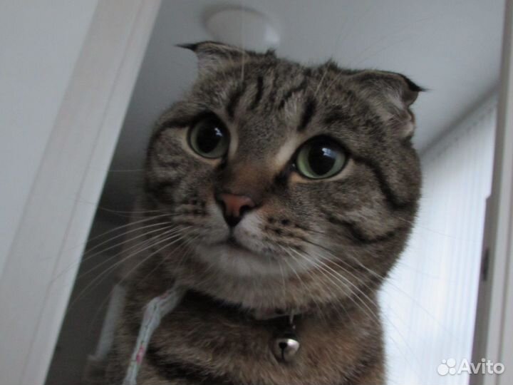 Кошка метис шотландская