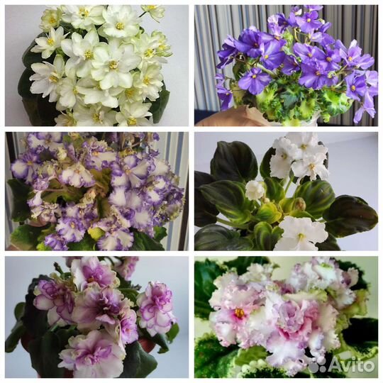 Детки сортовых фиалок