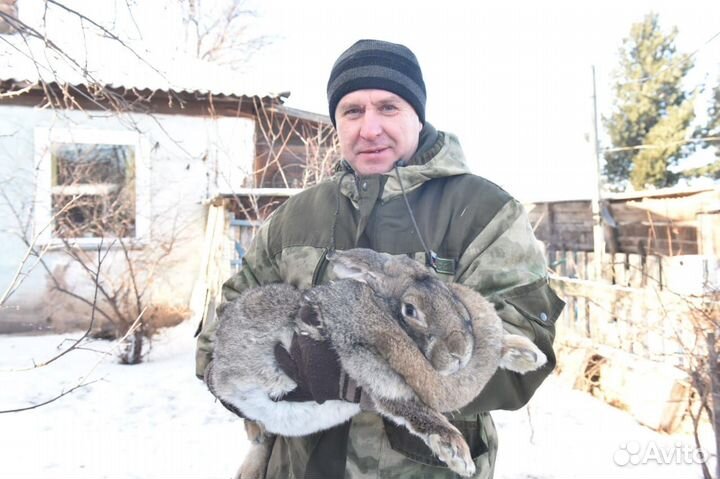 Кролики Фландеры