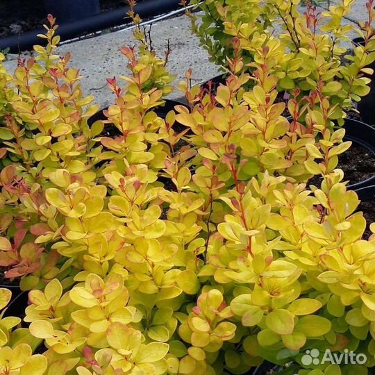 Голден горизонт