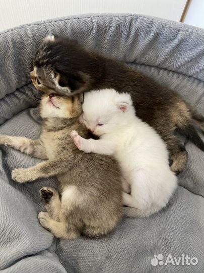 Шотландские котята