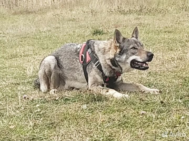 Дрессировка собак индивидуально и в группе