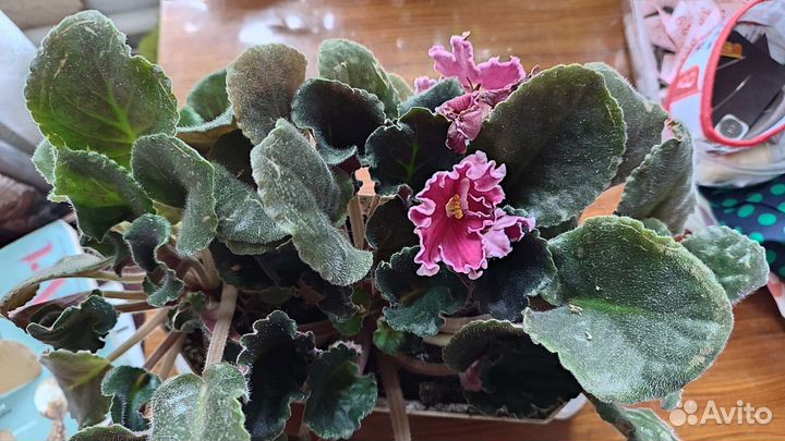 Фиалки цветущие в горшке