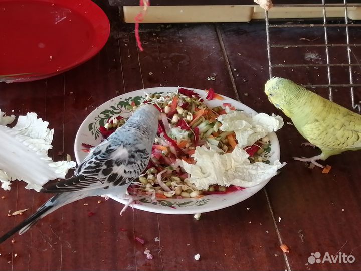 Птенец девочка волнистого попугая