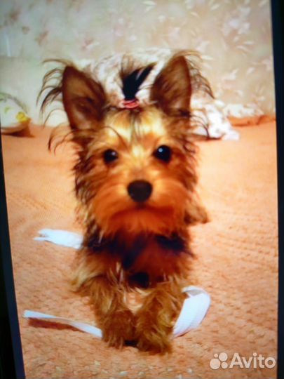 Йоркширский терьер щенки