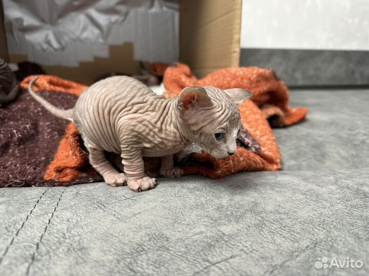 Канадский сфинкс котенок