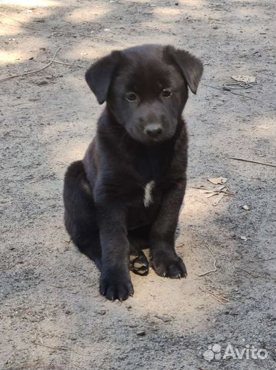 Щенки бесплатно