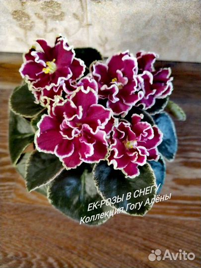 Фиалки Детки