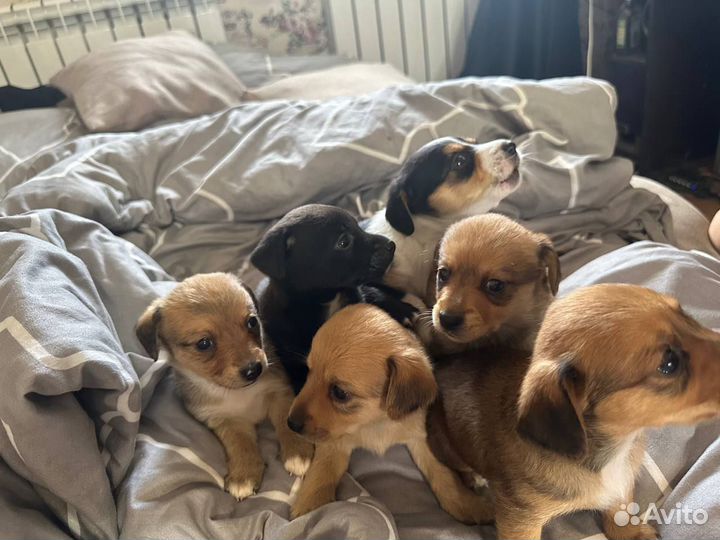 Собака в добрые руки щенок