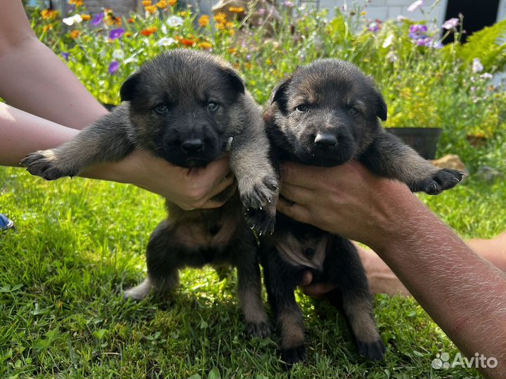 Щенки немецкой овчарки рабочего разведения